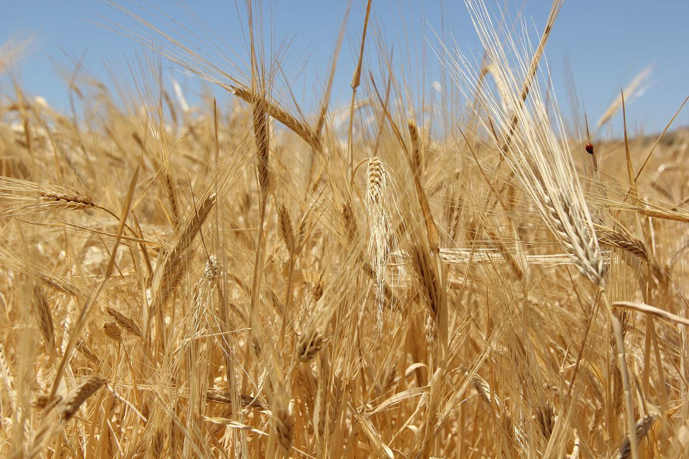 TMO'dan "buğday" açıklaması